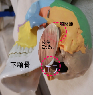 咬筋とエラの関係性