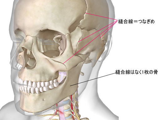 頭蓋骨の構造